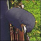 Accoudoirs économiseur médecine fourrure accessibilité agneau, Braccioli saver medicina pelliccia Accessibilità agnello